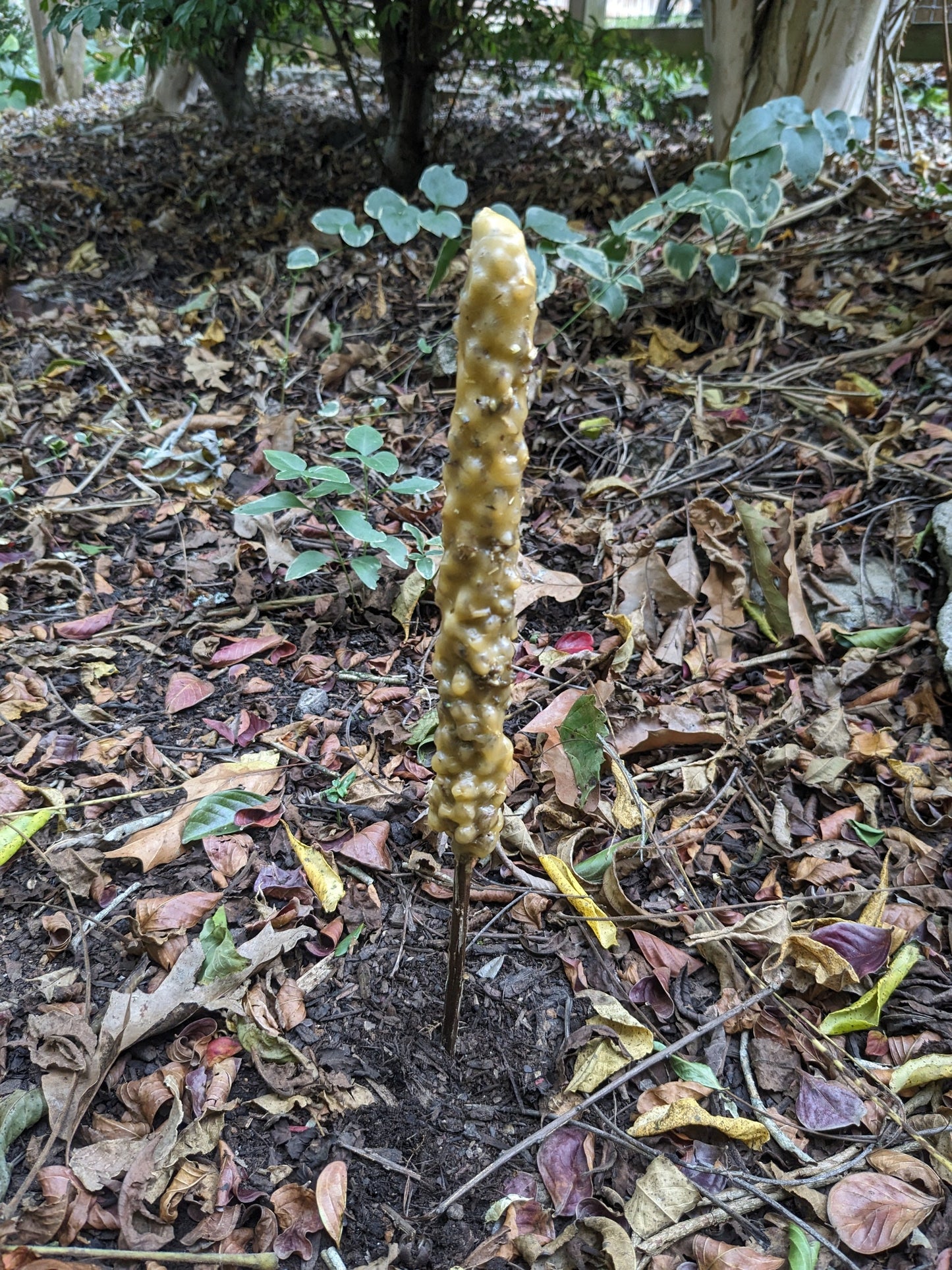 Sunshine Torch Mullein Torch Witch Candle